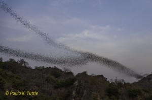 Aboout a million Wrinkle-lipped bats (Chaerephon plicatus) emerge from the Vihear Luong Cave in Cambodia at sunset.