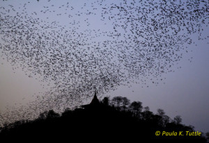 Khao Chong Pran bat emergence of the Wrinkle-lipped bats
