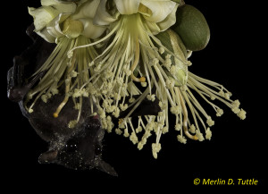 A Cave Nectar Bat pollinating durian flowers