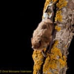 Soprano pipistrelle bats (Pipistrellus pygmaeus), a common bat widespread across continental Europe, east to western Asia Minor, the Caucasus and Siberia