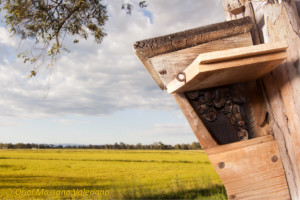 A bat house opened to permit checking by researchers