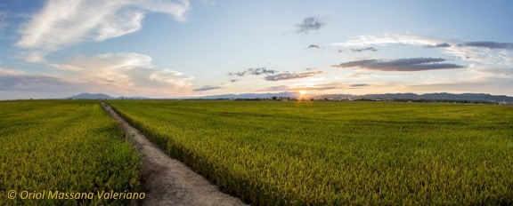 Iberian rice field where research was conducted