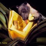 A Marianus flying fox (Pteropus mariannus) pollinating a Frycinetia liana on the Island of Guam. This plant was traditionally used by Pacific Islanders to make fish traps.