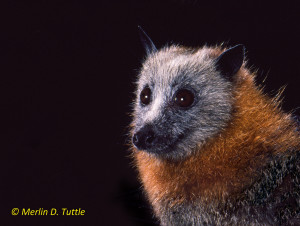 A grey-headed flying fox (Pteropus poliocephalus) in Australia.