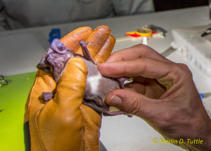 Jeff Gore examining a Florida bonnetted bat's patch of white fur on it's abdomen. Such patches of varied size and shape are common on this species, but not on its American relatives.