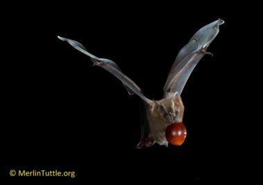 A Great fruit-eating bat (Artibeus lituratus) carrying a bat-dispersed Balata fruit, frequently harvested from the forest by Trinidadians.