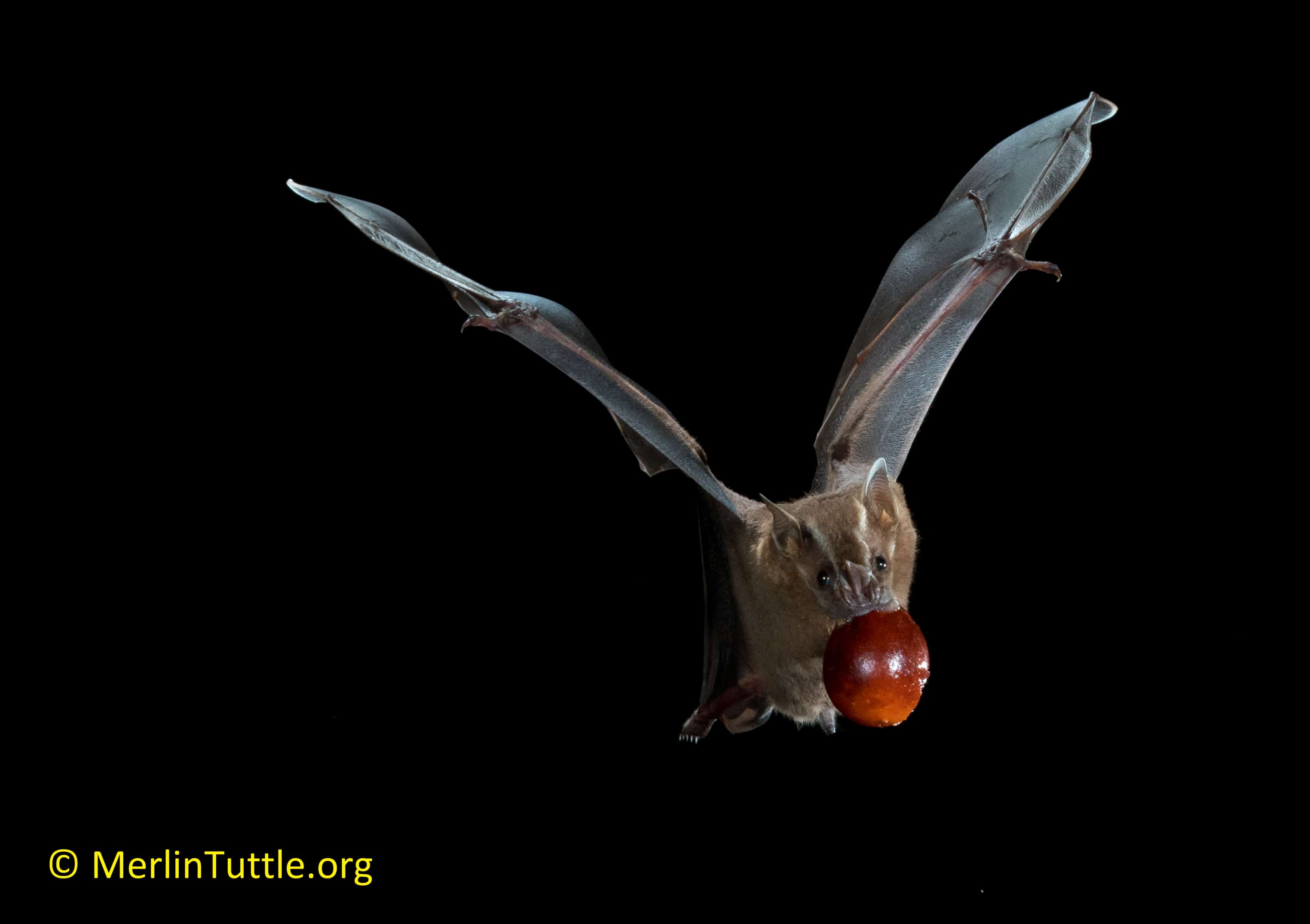 Teaming up with Trinibats Merlin Tuttle's Bat Conservation