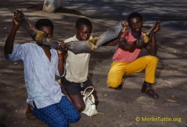 A decade of intensive searching has failed to document Ebola outbreaks even among the countless thousands of humans who eat bats throughout Africa. These boys are bat hunters in Abidjan.
