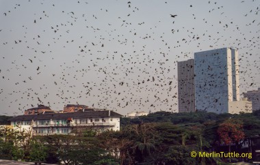 Hundeds of thousands of Straw-colored fruit bats (Eidolon helvum) emerging from their roost in a city park in Abidjan, Ivory Coast. Such huge colonies have occupied African cities throughout recorded history without causing disease outbreaks.