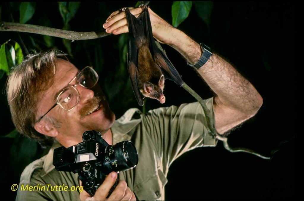 Merlin Tuttle preparing to photograph newly tamed spectral bat (Vampyrum spectrum). This gentle and intelligent carnivorous species was one of Merlin's favorites. Photographing Bats