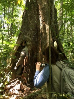 Teresa films Merlin as he squeezes into the hollow tree.
