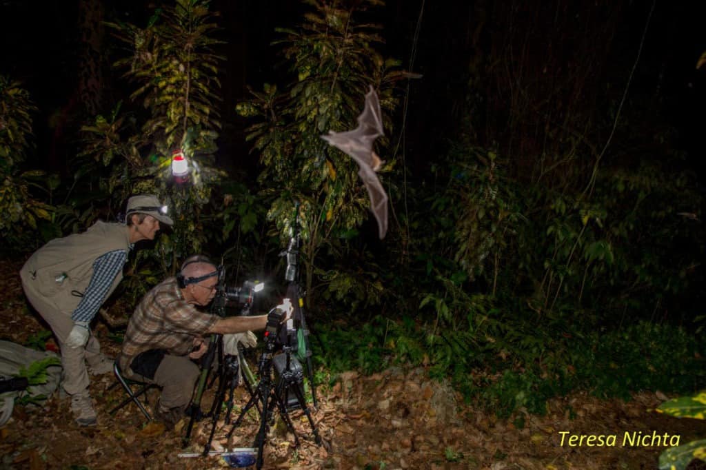 Paula Tuttle helping Merlin Tuttle take bat portraits in the rain forest near Tamana Cave in Trinidad.