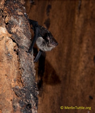 Greater white-lined bats (Saccopteryx bilineata), 