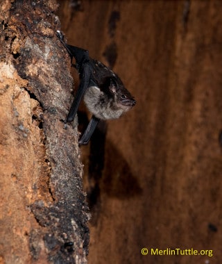 Greater white-lined bats (Saccopteryx bilineata),