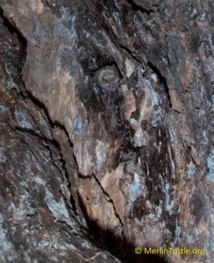 A Seba's short-tailed fruit bat (Carollia perspicillata) roosting in our hollow tree.