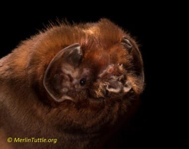 A Ghost-faced bat (Mormoops megalophylla) from Trinidad. This is obviously a very sophisticated bat, its strange face is likely a reflection of its navigational specialization.