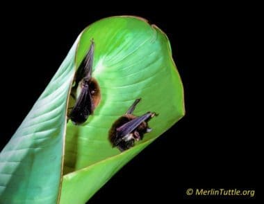 Spix's disk-winged bats (Thyroptera tricolor) emerging from their roost in an unfurling Heliconia leaf, photographed years earlier in Panama.