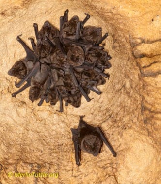 A greater spear-nosed bat (Phyllostomus hastatus guarding his harem in a domed ceiling cavity in a cave in Trinidad. Courtship & Rearing Young