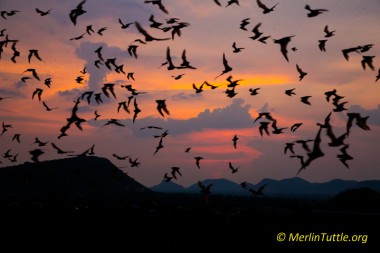 Asian wrinkle-lipped bats (Chaerephon plicatus) emerging from Tarum Cave (entrance # 2) in Cambodia. Emergence
