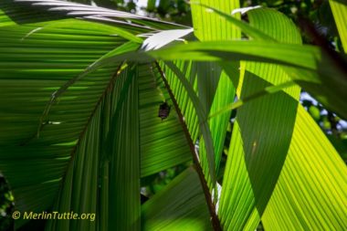 A Common tent-making bat had bitten this palm frond so it hung down to form a "tent."