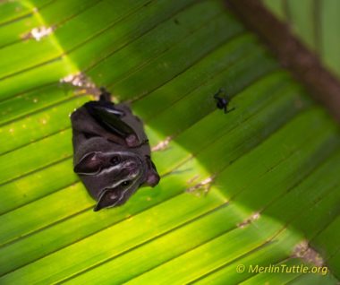 The same tent-making bat close up.
