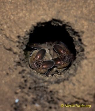 Pygmy Round-eared bats peering out from their hollowed out termite nest.