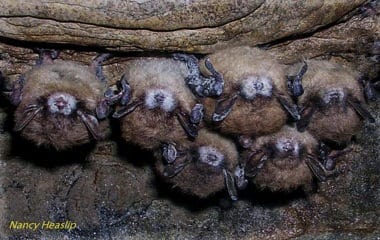 White-nose syndrome (WNS) impact on bats - photo by nancy heaslip