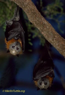 Mother grey-headed flying foxes (Pteropus poliocephalus) roosting with young pups hidden beneath their wings in Australia. Grey-headed flying foxes are an endangered species.