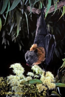 Gray-headed and other flying foxes are essential pollinators and seed dispersers for Australian forests. However, they are killed in massive numbers during occasional droughts when native trees fail to flower, forcing them to resort ot orchard fruit which could be protected with netting.