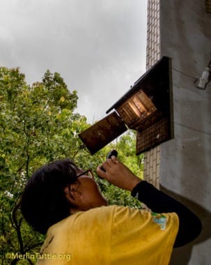 Volunteers checking bat houses for occupany at the Sheng-zheng Elementary School in Taiwan. These houses are nearly 100% occupied, though only about half are used on any given day. These are a unique design. A door at the bottom permits inspection. When closed, there are 4 separate compartments, each 1 and 3/8" wide and grooved on all sides, narrowing to an A-frame top. Bat Houses