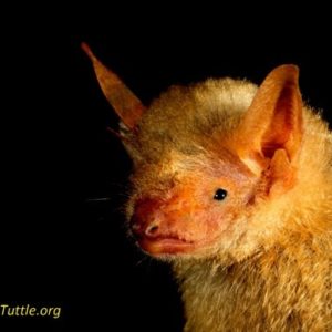 Formosan Golden Bats' Home to Taiwan's National Museum of Natural Science -  Merlin Tuttle's Bat Conservation
