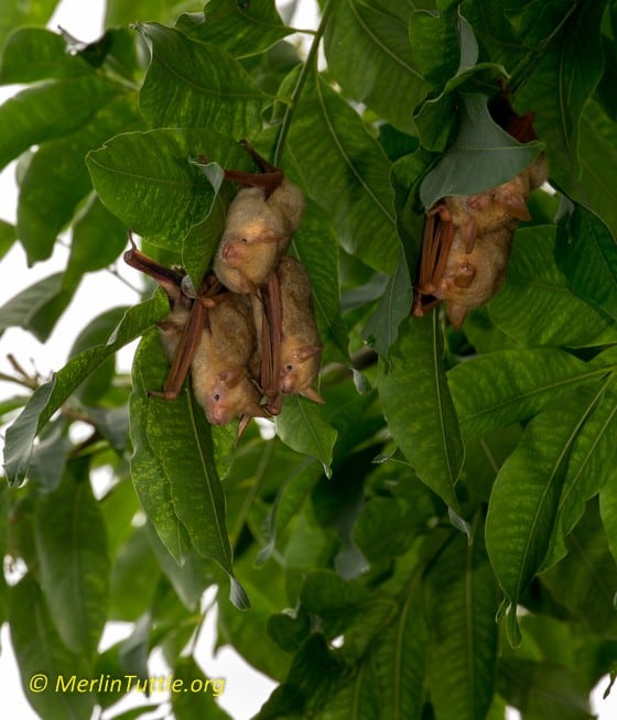 Formosan Golden Bats' Home to Taiwan's National Museum of Natural ...