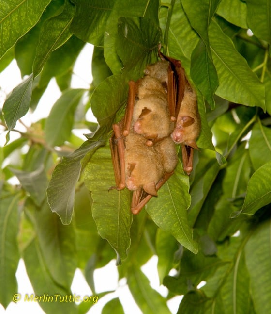 Formosan Golden Bats' Home to Taiwan's National Museum of Natural