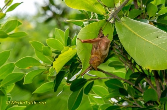 Formosan Golden Bats' Home to Taiwan's National Museum of Natural ...
