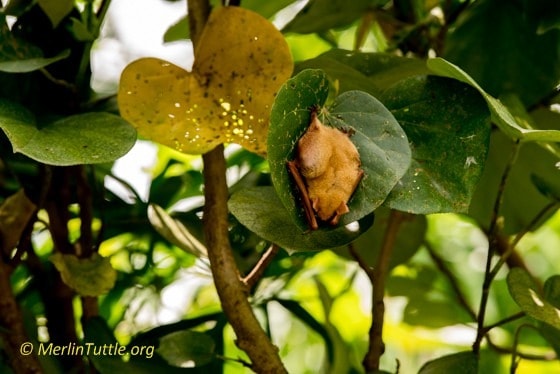 Formosan Golden Bats' Home to Taiwan's National Museum of Natural ...