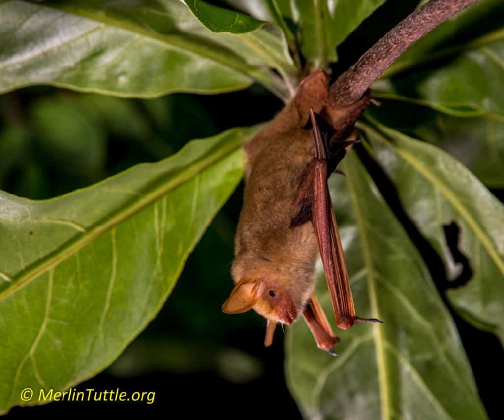 Mission Accomplished in Taiwan - Merlin Tuttle's Bat Conservation
