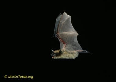 A little brown myotis (Myotis lucifugus) in flight in Wisconsin. One bat can catch up to 1,000 mosquito-sized insects in a single hour. 