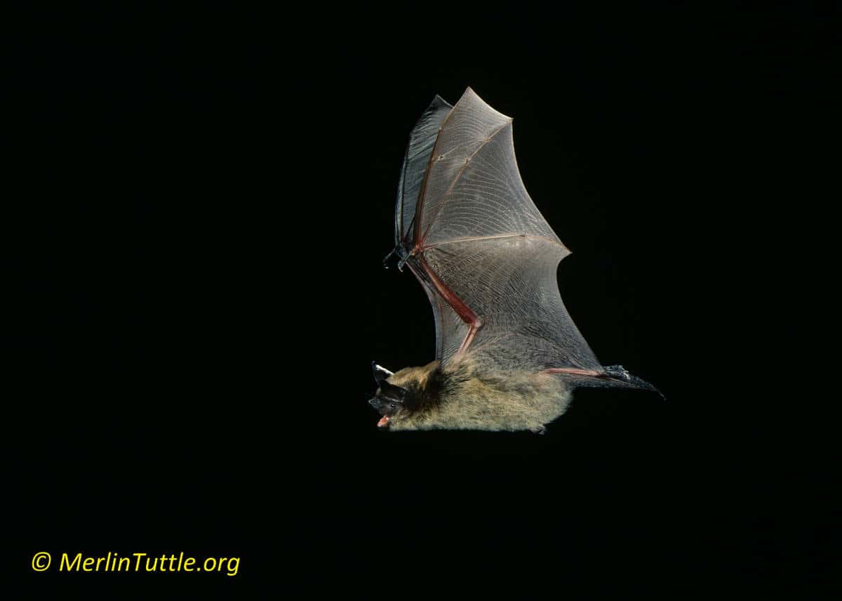 Bats and Mosquito Control Merlin Tuttle's Bat Conservation
