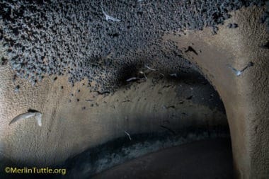 Brazilian free-tailed bats (Tadarida brasiliensis) roosting in entry to an artificial bat cave costructed of reinforced steel rods and gunite on the Selah Ranch in Texas. This passaage leads from a main room to a second smaller one. Conservation & Bat Houses