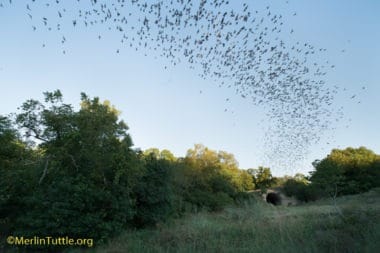 Brazilian free-tailed bats (Tadarida brasiliensis) emerging from an artificial bat cave costructed of reinforced steel rods and gunite on the Selah Ranch in Texas. The structure occupies 3,000 square feet but provides roughly 8,000 square feet of roughened roosting surface. It typically is estimated to house 300,000 to 500,000 bats. Conservation, Bat Houses & Emergences