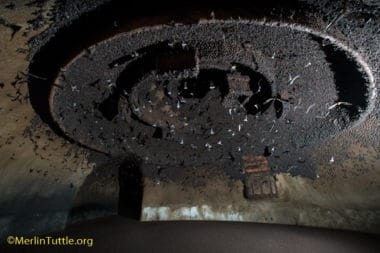 Brazilian free-tailed bats (Tadarida brasiliensis) roosting in main room of an artificial bat cave costructed of reinforced steel rods and gunite on the Selah Ranch in Texas. The room is approximatrely 20 feet tall and 40 feet in diameter, constructed to maximize urface area for roosting bats. The structure occupies 3,000 square feet but provides roughly 8,000 square feet of roughened roosting surface. It typically is estimated to house 300,000 to 500,000 bats. Conservation