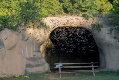 bats flying fro artificial bat cave