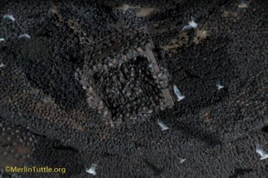 Brazilian free-tailed bats (Tadarida brasiliensis) roosting in entry to an artificial bat cave costructed of reinforced steel rods and gunite on the Selah Ranch in Texas. Centered is a wooden bat house with 3/4" wide roosting spaces provided to help entice first bats to move in. Roosting & Bat Houses