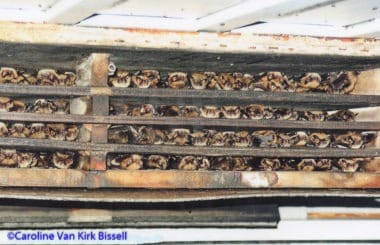 A bat house fully occupied by Little brown myotis (Myotis lucifugus) in western New York. This is one of seven that Lew and Dorothy Barnes mounted on their barn. Combined, they held more than 1,600 bats in prior to the arrival of WNS. Since 2013 50-70 have remained.