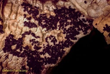 Gray bats (Myotis grisescens) hibernating in Pearson Cave, Tennessee.