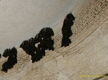 Bats are nocturnal (active at night), leaving daytime roosts at dusk.