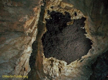 One hundred thousand gray bats hibernating at 32 degrees F in Pearson Cave, Tennessee.