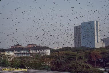 Hundreds of thousands of Straw-colored fruit bats (Eidolon helvum) beginning their evening departure from a city park in Ivory Coast, Africa. Cities often provide the only homes safe from commercial hunters who sell them for people to eat. Despite such large numbers having lived in close assoiation with humans throughout recorded history, they have not caused disease outbreaks. Their remarkable safety record casts grave doubt on recent speculation of their being dangerous carriers of disease. Emergences