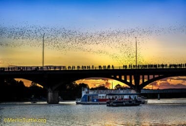 Millions of tourists have watched free-tailed bat emergences from the Congress Avenue Bridge in Austin, Texas over the past 35 years without anyone ever having been harmed. Emergences