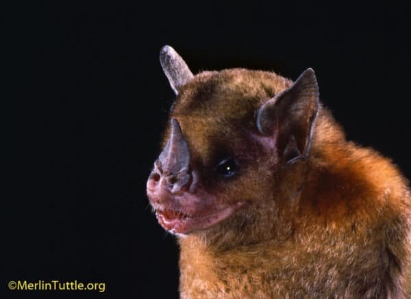 A little yellow-shouldered bat (Sturnira lilium), an invaluable seed disperser, now prematurely speculated to be dangerous. 
